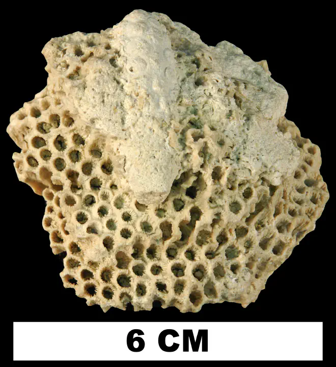 Photograph of fossil of Montastraea annularis.