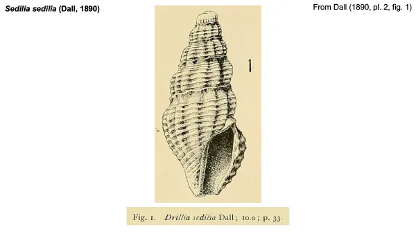 Sedilia sedilia