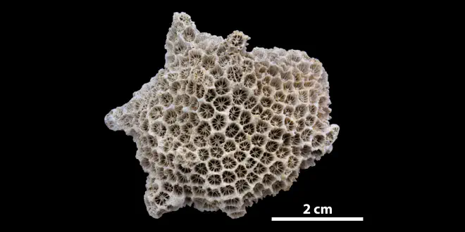 Photograph of fossil of Septastrea marylandica.