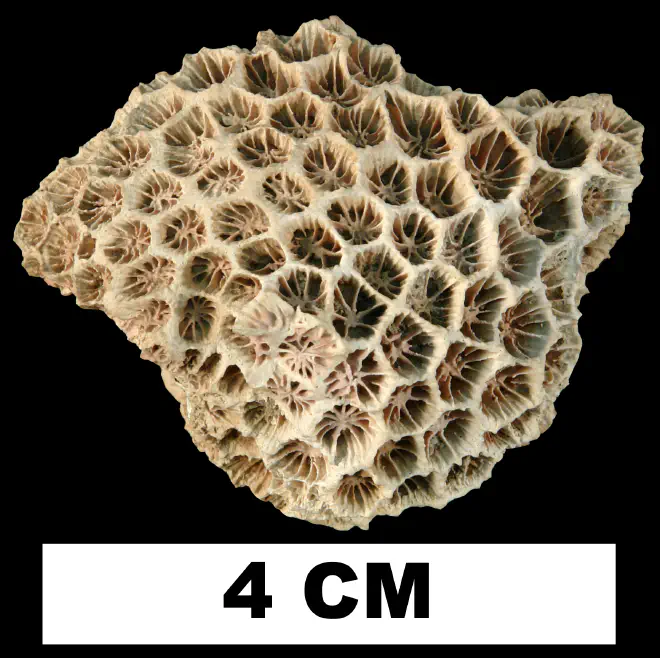 Photograph of fossil of Septastrea marylandica.