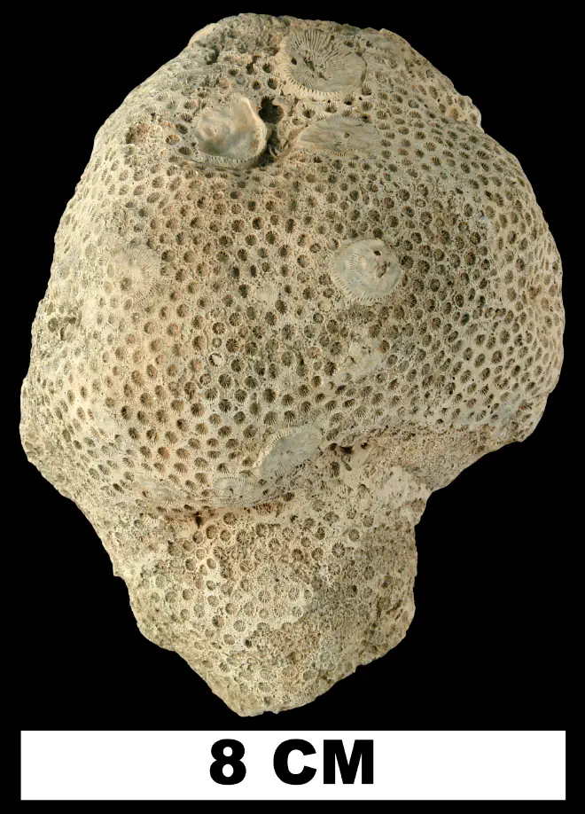 Photograph of fossil of Solenastrea bournoni.