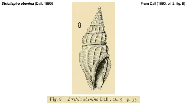 Strictispira ebenina